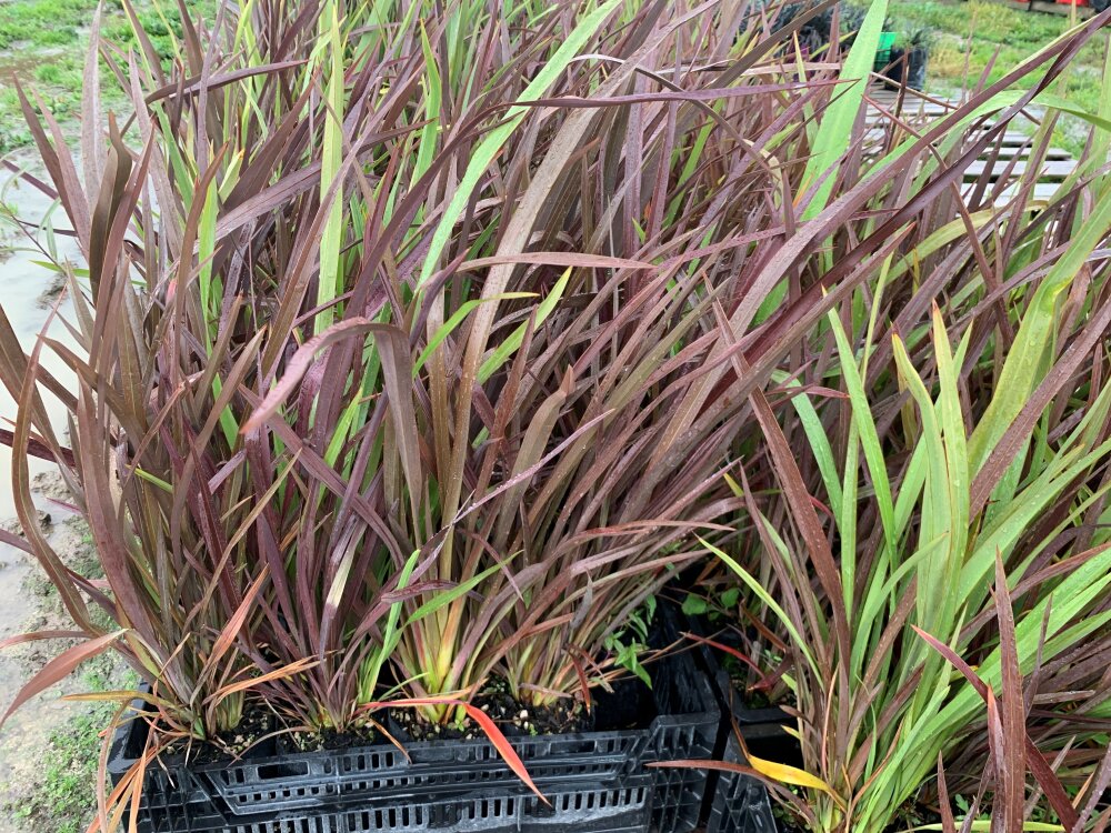 Flax Common Green 50 Plants